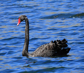 Naklejka premium black swan swimming in lake hayes, near queenstown on the south island of new zealand 