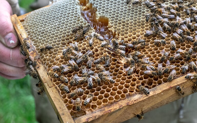 Медоносные пчелы. Пасека. Производство меда.