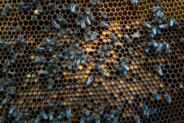 Breeding of bees, raising of queen bees. Honey production.