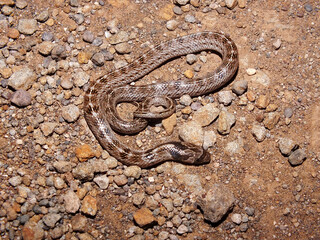 Russel's kukri snake, Oligodon arnensis, Satara, Maharashtra, India