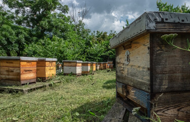 Медоносные пчелы. Пасека. Производство меда.