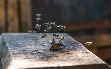 Breeding of bees, raising of queen bees. Honey production.