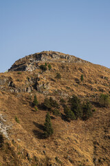 high altitude mountains with pine trees and brown grass