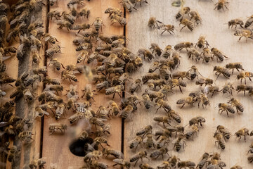 Медоносные пчелы. Пасека. Производство меда.