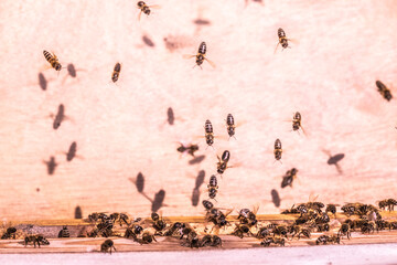 Медоносные пчелы. Пасека. Производство меда.