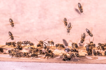 Breeding of bees, raising of queen bees. Honey production.