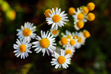Large white daisies on a meadow among the grass. Summer flowers.