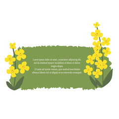Canola rapeseed. Yellow flower hand-drawn on a white isolated background. Decorative botanical element with space for text. Vector illustration plants. Template for postcards, banners.