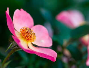 Pink wild rose in the garden