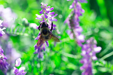 bumble bee on the violet flower