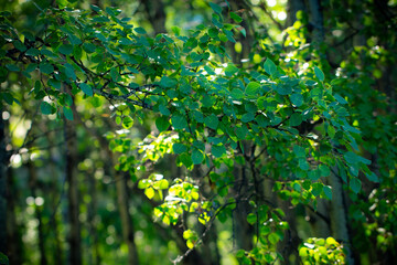 Green leaves tree branch in the forest