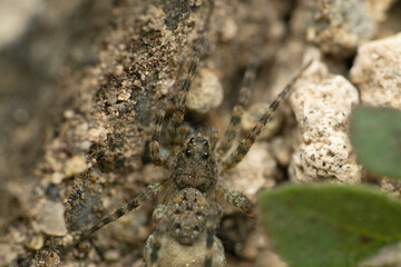 Dorsal view of wolf spiders, Hippasa Kadavoor, Satara Maharashtra India