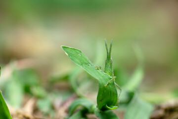 Fototapeta na wymiar Giant Green Slantface, Acrida conica, Satara Maharashtra India