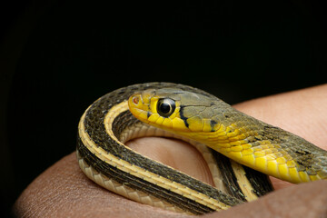 Head and Body stripes of buff striped keelback, Amphiesma stolatum Satara, maharashtra, india.