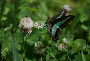 Common bluebottle is visiting clover and sucking honey.