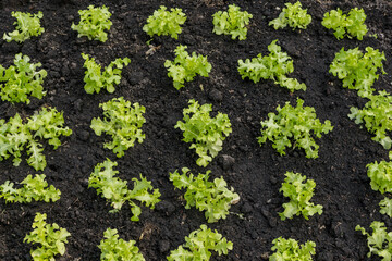 Organic salad vegetables in the garden, Is a food ingredient that is good for health.
