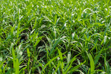 Agriculture organic morning glory on vegetable plots in the garden.