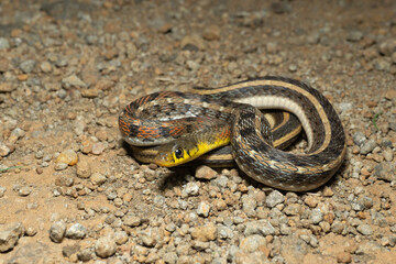 Orange Colour Morph of buff striped keelback, Amphiesma stolatum Satara, maharashra, india