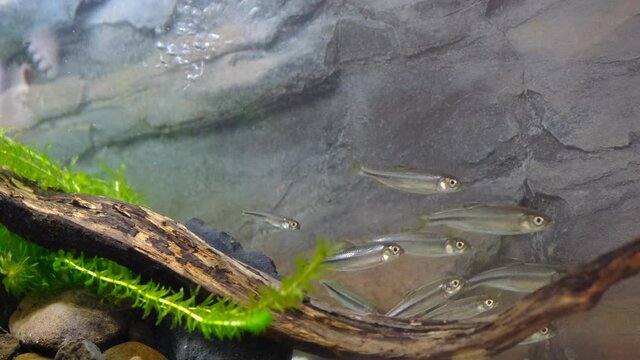 水槽で泳ぐカワムツの群れ