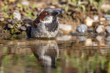 Haussperling (Passer domesticus) Männchen