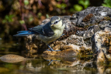 Blaumeise (Cyanistes caeruleus) Jungvogel