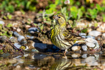 Girlitz (Serinus serinus) Weibchen