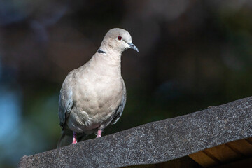 Fototapeta premium Türkentaube (Streptopelia decaocto)