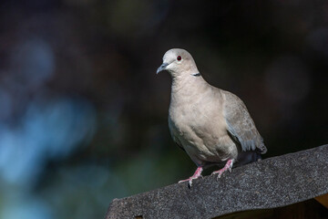Türkentaube (Streptopelia decaocto)