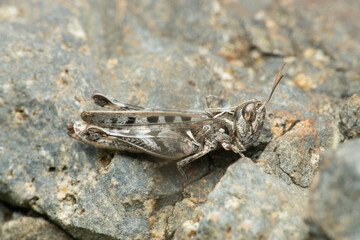 American grasshopper, Schistocerca americana, Satara Maharashtra India