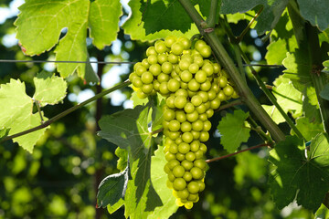 Vineyards in Italy. Grape plantations. Close-up of white grapes on vines. Vine of grapes on a branch. Light bunch of grapes in the sun.