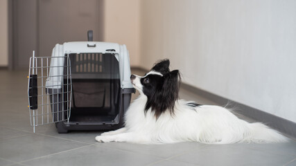 The papillon spaniel continental dog sits at the travel cage