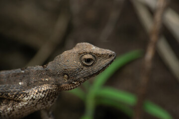 Female of Fan throated lizard, Sarada ponticeriana Satara Maharashtra India