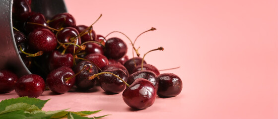 Close up fresh cherries with leaves on pink background.