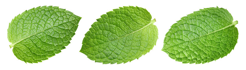 Obraz premium Mint collection clipping path. Organic fresh mint leaves isolated on white. Full depth of field