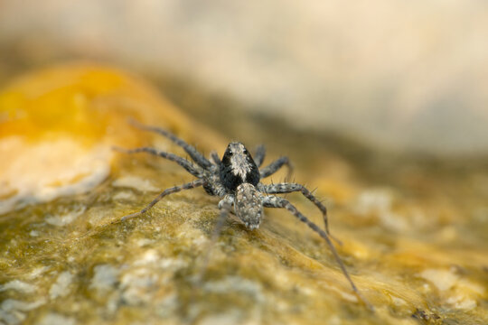 Dorsal view of Thin Legged Wolf Spider on algae, Pardosa species, Satara Maharashtra India