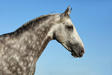 Obraz na płótnie Canvas Grey andalusian horse portrait on blue sky background