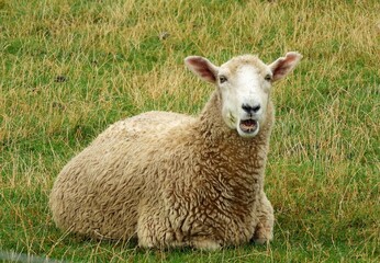   closeup of a  coopworth sheep with a surrpised look,   resting in a pasture near balclutha in south otago on the south island of new zealand        