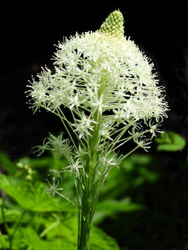close up of  a beautiful white  beargrass  wildflower blossom  in the forest of glacier national park, montana      