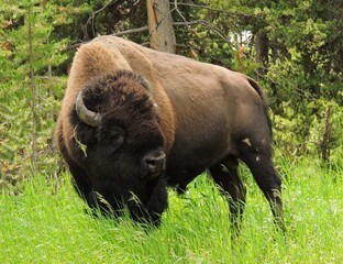    wild bison grazing in green  grass  in summer near the  fishing bridge in yellowstone national park, wyoming © Nina