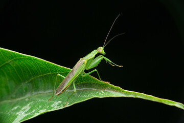 Side view of Flower Mantis, Odontomantis pulchra, Satara Maharashtra India