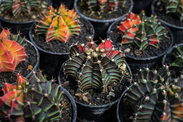 Colorful Gymnocalycium cactus in pot.