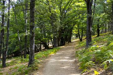 Fototapeta na wymiar Path in a green chestnut forest.