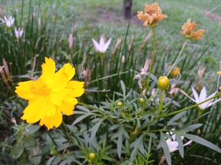 Obraz premium flowers in the garden