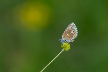 Obraz premium Oriental Brown-eyed butterfly, Plebejus carmon