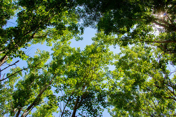 Fototapeta premium Mediterranean forest. Poplar cups with blue sky in the background.