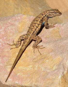 close up of a male western fence lizard sunning on a pink granite boulder along the uneva canyon trail in the san rafael swell  near green river, utah        