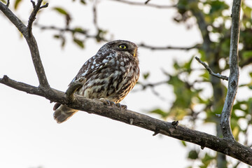 Steinkauz (Athene noctua)