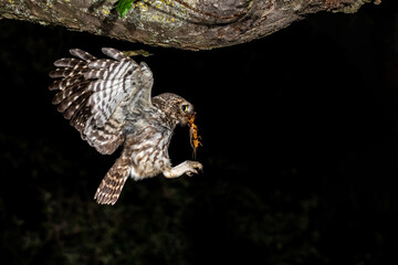 Steinkauz (Athene noctua) mit Maulwurfsgrille