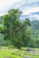 貝原棚田