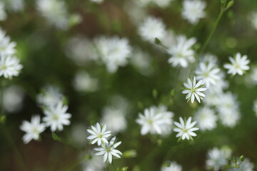 Very small white forest flowers. Flowers grow in the forest. 